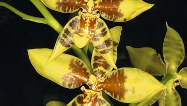 Rossioglossum schlieperianum tworzy wiele kwiatów.
