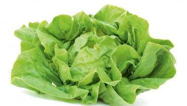 Sałata masłowa ma delikatne duże liście, jasno- lub ciemnozielone, a czasami czerwonawe. Środkowe tworzą luźną główkę. Świeże są lekko mięsiste i łagodne w smaku. Łatwo tracą jędrność, np. po skropieniu cytryną czy polaniu sosem. Sałata masłowa ma delikatne duże liście, jasno- lub ciemnozielone, a czasami czerwonawe. Środkowe tworzą luźną główkę. Świeże są lekko mięsiste i łagodne w smaku. Łatwo tracą jędrność, np. po skropieniu cytryną czy polaniu sosem.