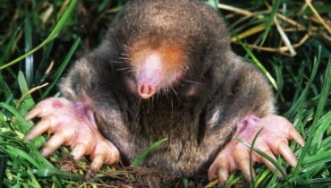 Kret. Jak pozbyć się kreta Kret. Jak pozbyć się kreta