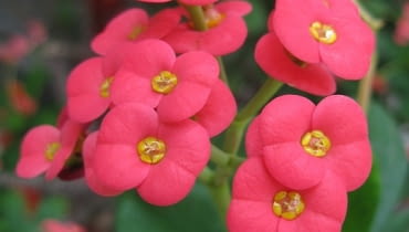 Wilczomlecz lśniący Wilczomlecz lśniący