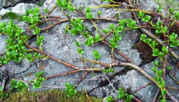 Wierzba alpejska rozwija liście, gdy stopnieje śnieg. Wierzba alpejska rozwija liście, gdy stopnieje śnieg.