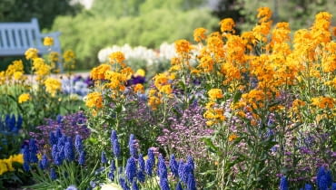 Lak pospolity (Erysimum cheiri)