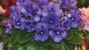 LIŚCIE FIOŁKÓW afrykańskich powinny być ciemnozielone z wierzchu. Zmiana barwy świadczy o błędach w uprawie. LIŚCIE FIOŁKÓW afrykańskich powinny być ciemnozielone z wierzchu. Zmiana barwy świadczy o błędach w uprawie.