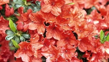 Azalia 'Geisha Orange' to odmiana o zwartym pokroju. Osiąga wysokość zaledwie 40 cm. Rozrasta się na szerokość 70 cm. Ma dość duże kwiaty o koralowej barwie, rozwijające się w drugiej połowie maja 12.05.2009 PISARZOWICE SZKOLKA KRZEWOW OZDOBNYCH - EUGENIUSZ PUDELEK N/Z AZALIA JAPONSKA " GEISCHA " FOT. MICHAL MUTOR / AGENCJA GAZETA