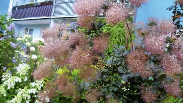 Okazały Perukowiec w czerwcu zachwyca mgławicą kwiatów.