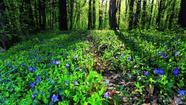 Leśny dywan z barwinka zdobi delikatny deseń błękitnych kwiatków.