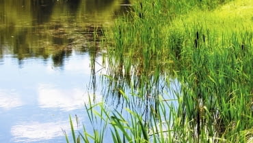 Szuwary już pracują , kolejny etap to obsadzenia ozdobne Szuwary już pracują , kolejny etap to obsadzenia ozdobne