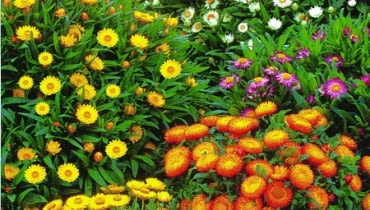 KOCANKA OGRODOWA, NIESMIERTELNIK KOCANKA OGRODOWA NIESMIERTELNIK HELICHRYSUM BRACTEATUM SERIA SUNDAZE ROSLINA JEDNOROCZNA BALKONOWA NA SUCHY BUKIET FOT. SERWIS PRASOWY FIRMA PLANTPOL ZABORZE PUBLIKACJA KWIETNIK NR 6 (102) - 6.2003