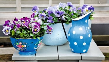 Wzbudzają wyłącznie pozytywne emocje - widok tych uśmiechniętych kwiatków każdemu z nas poprawia humor. A na dodatek kwitną od maja aż do października. Kochajmy więc i sadźmy bratki. <BR />Najlepiej rosną na balkonach wychodzących na wschód, gdzie mają zarówno nieco słońca, jak i względny chłód. <BR /> Wymagają żyznej, dobrze przepuszczalnej gleby. Nie sadźmy ich zbyt głęboko i nie zagęszczajmy nadmiernie - optymalna odległość między roślinami to około 20 cm. <BR /> Najlepszą porą na podlewanie jest poranek. Jeśli o tym zapomnimy i kwiaty zwiędną, po nawodnieniu szybko odżyją. <BR />Gdy bratki zbytnio się wyciągną, przytnijmy je 5 cm nad ziemią, wtedy znów ładnie się rozkrzewią.<BR /> ROŚLINY BALKONOWE. Swojskie klimaty. Bratki znakomicie wyglądają w glinianych donicach, kolorowych misach, a nawet w przerobionych kuchennych naczyniach, np. garnkach i durszlakach. Wzbudzają wyłącznie pozytywne emocje - widok tych uśmiechniętych kwiatków każdemu z nas poprawia humor. A na dodatek kwitną od maja aż do października. Kochajmy więc i sadźmy bratki. <BR />Najlepiej rosną na balkonach wychodzących na wschód, gdzie mają zarówno nieco słońca, jak i względny chłód. <BR /> Wymagają żyznej, dobrze przepuszczalnej gleby. Nie sadźmy ich zbyt głęboko i nie zagęszczajmy nadmiernie - optymalna odległość między roślinami to około 20 cm. <BR /> Najlepszą porą na podlewanie jest poranek. Jeśli o tym zapomnimy i kwiaty zwiędną, po nawodnieniu szybko odżyją. <BR />Gdy bratki zbytnio się wyciągną, przytnijmy je 5 cm nad ziemią, wtedy znów ładnie się rozkrzewią.<BR /> ROŚLINY BALKONOWE. Swojskie klimaty. Bratki znakomicie wyglądają w glinianych donicach, kolorowych misach, a nawet w przerobionych kuchennych naczyniach, np. garnkach i durszlakach.