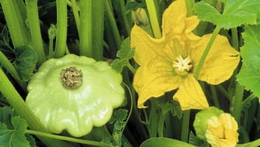 Złociste kwiaty patisonów również są jadalne Złociste kwiaty patisonów również są jadalne