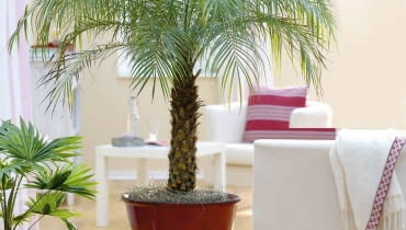 Daktylowiec niski (Phoenix roebelenii) w naturze i w mieszkaniu dorasta do 2 m. Potrzebuje ciepła przez cały rok. Phoenix roebelenii ( Zwergdattelpalme ) im roten Übertopf 61032327 SLOWA KLUCZOWE: 000 Grünpflanze Palme Portrait Topf Wohnzimmer Zimmerpflanze ganzjährig Frühling Sommer Herbst Winter hoch innen msgnp10