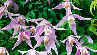 POWOJNIK ALPEJSKI ' RUBY ' CLEMATIS - ROSLINA , PNACZE , KWIATY FOT. LILIANNA SOKOLOWSKA PUBLIKACJA KWIETNIK NR 5 (197) - 5 2011