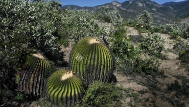 Kuliste kaktusy mogą osiągać ogromne rozmiary, jak ten półtorametrowy Echinocactus ingens w środkowym Meksyku.