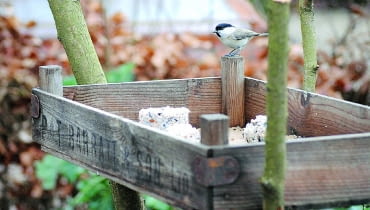 Dla ptaków roztapiam w rondlu kostkę czystego niesolonego smalcu, a w mikserze kruszę kilka suchych kromek pełnoziarnistego chleba. Mieszam to wszystko z ćwiartką kilograma rozdrobnionego łuskanego słonecznika. Masę tłuszczową dzielę na porcje, i odkładam, by stężały w lodówce. Potem stopniowo wynoszę je do karmnika.