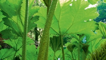 Gunnera olbrzymia w tropikach wznosi liście na wysokość 3-5 m. !BBNWB6 Gunnera manicata in spring