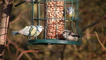 Sikorki w karmniku Sikorki w karmniku