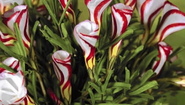 szczawik 01A948BM Oxalis versicolor SLOWA KLUCZOWE: