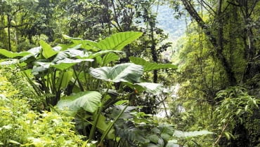 Alokazja amazońska (Alocasia amazonica) Alokazja amazońska (Alocasia amazonica)