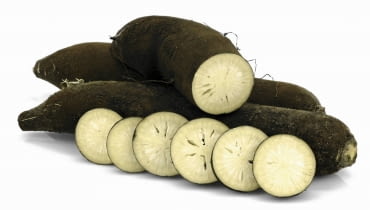 ODMIANA 'GROS LONG D'HIVER DE PARIS' ODMIANA 'GROS LONG D'HIVER DE PARIS'