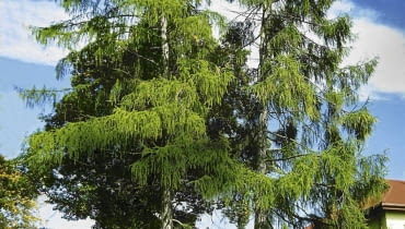 MODRZEW POLSKI LARIX DECIDUA ODMIANA POLONICA DRZEWO IGLASTE FOT. PIOTR BANASZCZAK PUBLIKACJA OGRODY NR 9 (53) - 9.2003 PUBLIKACJA OGRODY NUMER SPECJALNY - KATALOG PROJEKTOW - 4.2004 PUBLIKACJA OGRODY NR 3 (143) - 3 2011 SLOWA KLUCZOWE: OGRODY DRZEWA ROSLINY ZDJĘCIE DO WKŁADKI: PUBLIKACJA OGRODY NR 9 (53) OGRODY NUMER SPECJALNY - KATALOG PROJEKTOW - CZASOPISMA