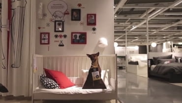 ikea, akcja, psy, akcja charytatywna