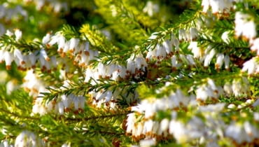 Wrzosiec (Erica). Krzewinki Wrzosiec (Erica). Krzewinki