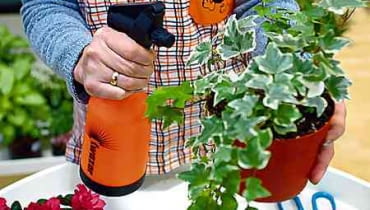 ZRASZANIESPRYSKIWANIE ZRASZACZ NARZEDZIA PRZESADZANIE PIELEGNACJA I UPRAWA ROSLINA DONICZKOWA BLUSZCZ HEDERA HELIX FOT. SERWIS PRASOWY MARKETY OBI PUBLIKACJA KWIETNIK NR. 3 (99) - 03.2003