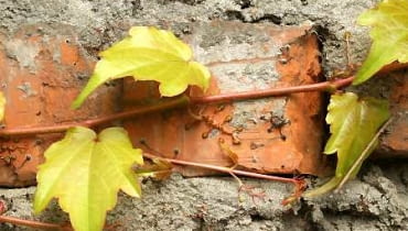 Winobluszcz trójklapowy ma wąsy, a na ich końcach przylgi - wydzielają one substancje, dzięki którym bardzo mocno przywierają do podłoża. 22.09.2005 WARSZAWA ROSLINY PNACZA PARTHENOCISSUS TRICUSPIDATA PRZYLGI