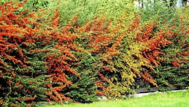 Formowanie starego (starszego niż 10 lat), mocno wyrośniętego żywopłotu wymaga pozwolenia administracyjnego KRZEW OWOCE OGNIK PYRACANTHA COCCINEA ZYWOPLOT FOT. LILIANNA SOKOLOWSKA PUBLIKACJA KWIETNIK NR 10 (166) - 10 2008 PUBLIKACJA LADNY DOM NR 9 (143) - 9 2010 SLOWA KLUCZOWE: ROSLINY OWOCE ZDJĘCIE DO WKŁADKI: PUBLIKACJA KWIETNIK NR 10 (166) - CZASOPISMA
