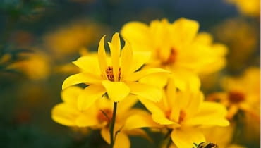 Uczep (Bidens) 'Flair'. Pierwsza odmiana tej rośliny o półpełnych i stosunkowo dużych kwiatach oraz zwartym pokroju. 26.06.2009 ZABORZE K/KOSWIECIMIA