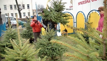 Świąteczne choinki .11.2006 RZESZOW