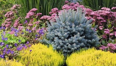 Jodła 'Compacta' Jodła 'Compacta'