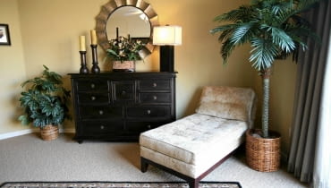 W warunkach naturalnych liście niektórych gatunków mogą osiągać nawet kilkanaście metrów długości.