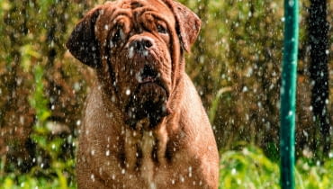 Idealny wąż do podlewania roślin nie powinien się skręcać i tworzyć węzłów Idealny wąż do podlewania roślin nie powinien się skręcać i tworzyć węzłów