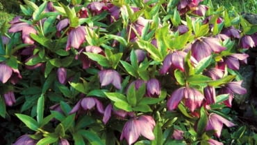 Ciemiernik purpurowy to nasz krajowy gatunek. Żeby utworzył tak okazałą kępę, powinien rosnąć w jednym miejscu przez kilka lat CIEMIERNIK PURPUROWY HELLEBORUS PURPURASCENS