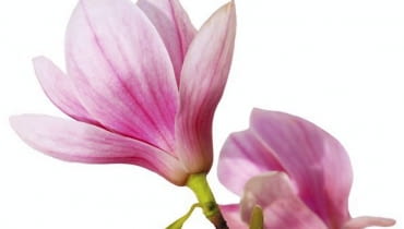 Kwiaty magnolii, choroby magnolii Kwiaty magnolii, choroby magnolii