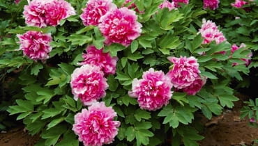 Piwonia drzewiasta (krzewiasta). Ta odmiana ma różowe pełne kwiaty