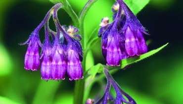 Fot.: Bildagentur Zoonar GmbH shutterstock