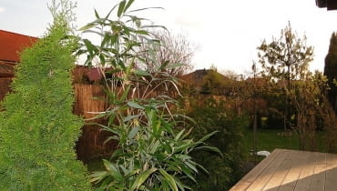 Bambus w ogrodzie Bambus w ogrodzie