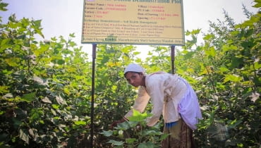 Better Cotton Initiative - uprawa bawełny w Indiach. W 2009 roku kilka międzynarodowych firm stworzyło program Better Cotton Initiative. Better Cotton Initiative, uprawa bawełny, bawełna IKEA