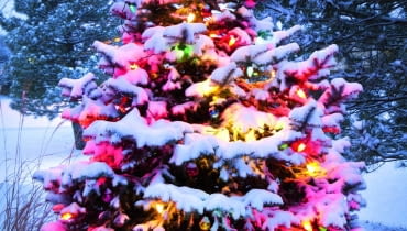 Jodła w świątecznej szacie może też zdobić ogród. Pamiętajmy tylko o strząsaniu z gałęzi śniegu!