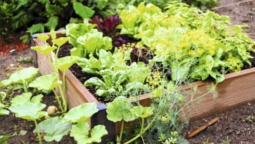 Sadząc warzywa na podwyższonym zagonie wypełnionym mieszanką dobrej ziemi, nie musimy przejmować się złą jakością naturalnej gleby.