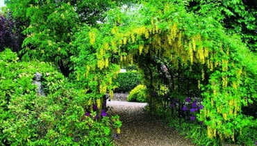 Nie bez powodu złotokap jest uprawiany jako roślina ozdobna. Jej efektownie kwitnące kwiaty są po prostu zjawiskowe 22.05.2008 LONDYN , CAPEL MANOR COLLEGE AND GARDENS - PERGOLA POROSNIETA ZLOTOKAPEM DLA CZASOPISMA OGRODY FOT. ARKADIUSZ SCICHOCKI / AGENCJA GAZETA PUBLIKACJA KWIETNIK NR 4 (196) - 4 2011