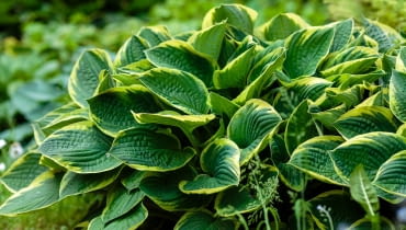 Funkia (Hosta) Funkia