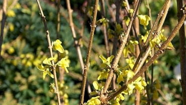 Forsycja pośrednia (Forsythia ×intermedia) Lynwood Forsycja pośrednia (Forsythia ×intermedia) Lynwood