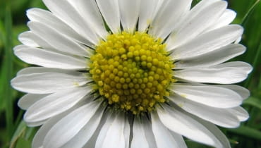 Stokrotka afrykańska