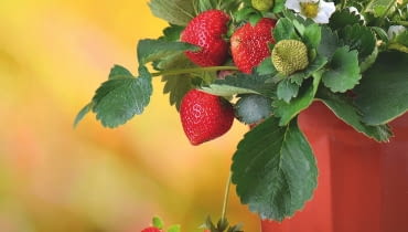 TRUSKAWKI W POJEMNIKACH udadzą się tylko na dobrze nasłonecznionych balkonach. TRUSKAWKI W POJEMNIKACH udadzą się tylko na dobrze nasłonecznionych balkonach.