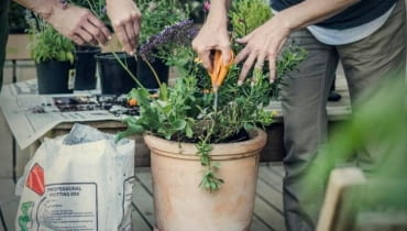 Ogródek na balkonie