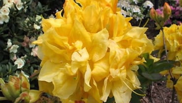 Azalia 'Umpqua Queen' Azalia 'Umpqua Queen'