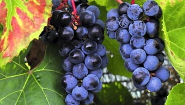 Do pokrywania altan, trejaży i ścian wybierzmy jedną z silnie rosnących, odpornych na mróz odmian winorośli: 'Alwood', 'Concord', 'Fredonia' lub 'Ontario' (na zdjęciu 'Zilga') Do pokrywania altan, trejaży i ścian wybierzmy jedną z silnie rosnących, odpornych na mróz odmian winorośli: 'Alwood', 'Concord', 'Fredonia' lub 'Ontario' (na zdjęciu 'Zilga')